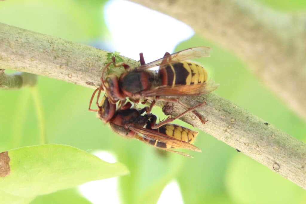 Hornissenpaar (Vespa crabro)