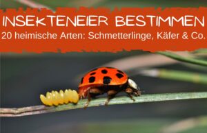 Insekteneier bestimmen - Marienkäfer legt Eier