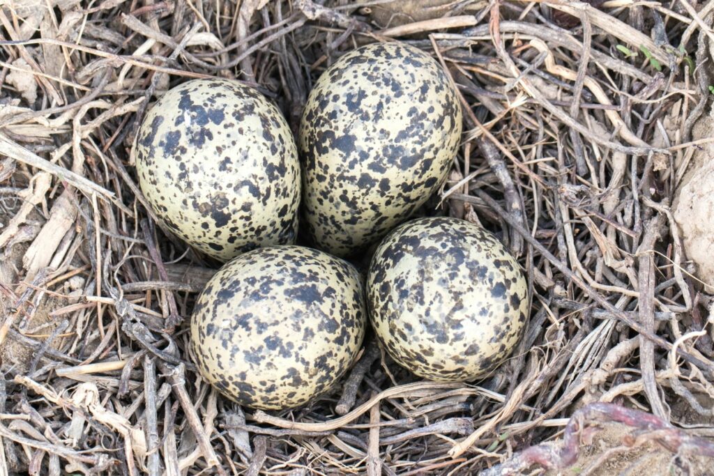 Eier des Kiebitzes in Nest