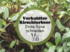 Kirschlorbeer verkahlt