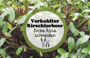 Kirschlorbeer verkahlt