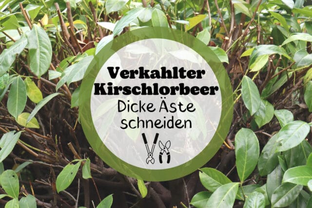 Kirschlorbeer verkahlt