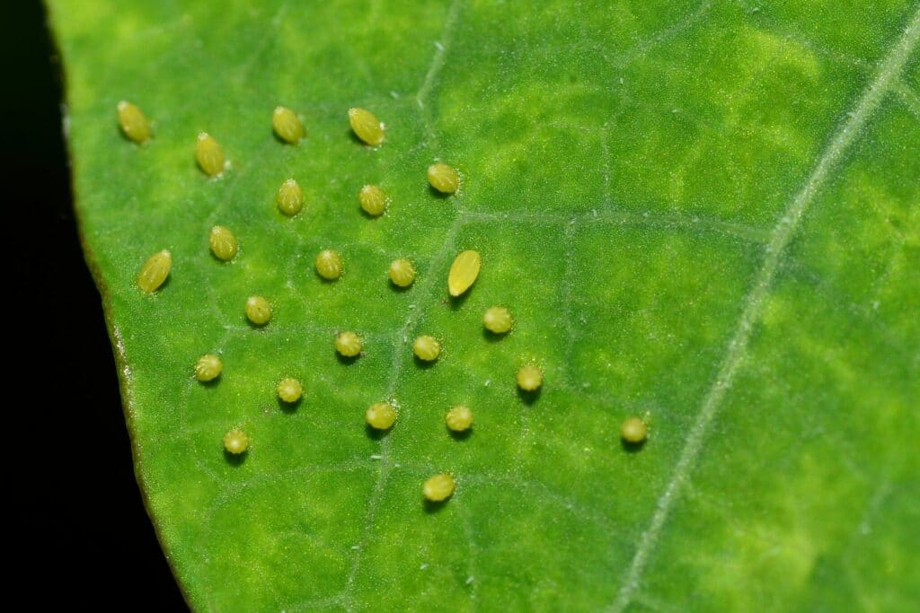 Kleiner Kohlweißling (Pieris rapae) - Eier