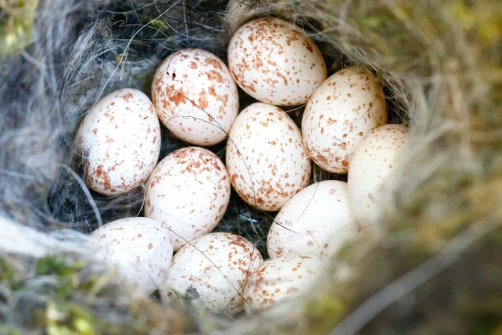 Nest der Kohlmeise mit Eiern