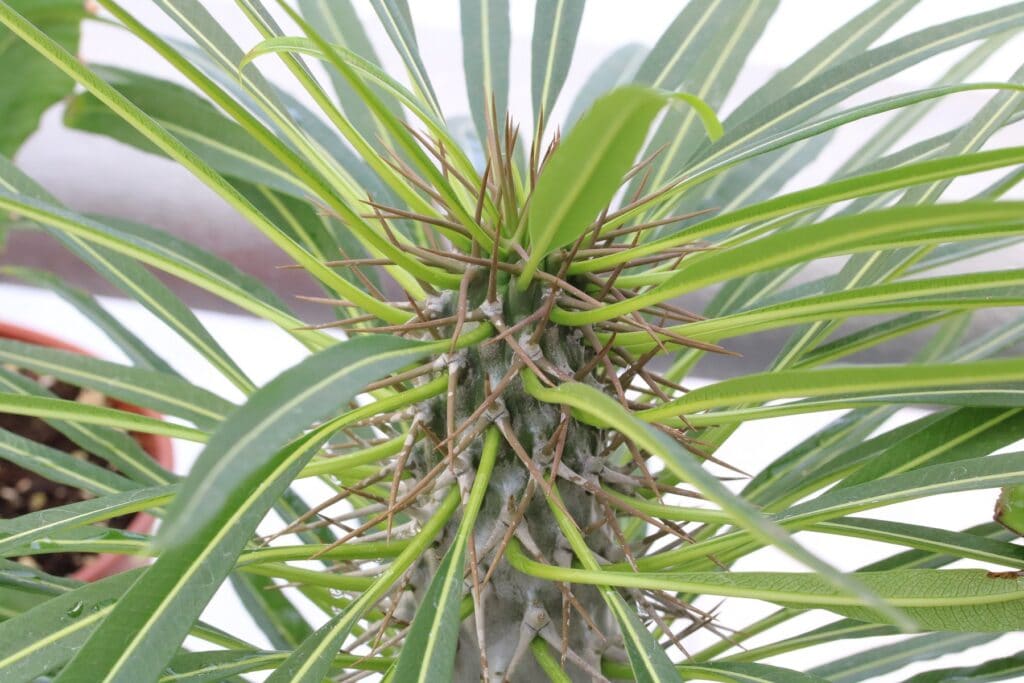 Madagaskarpalme (Pachypodium lamerei)