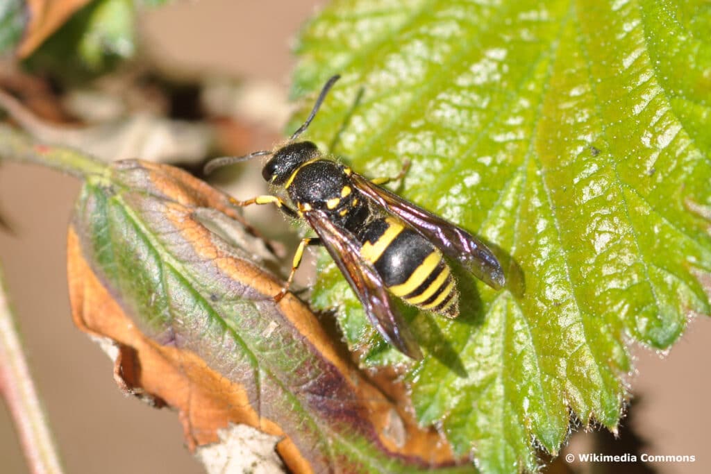 Mauerlehmwespe (Ancistrocerus nigricornis)