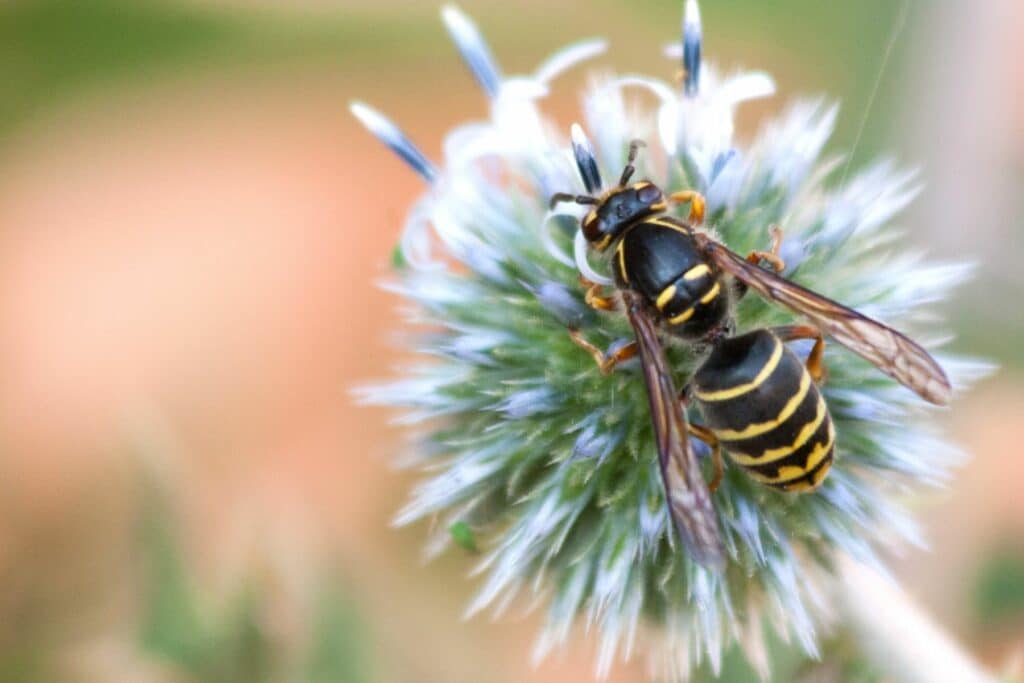 Mittlere Wespe (Dolichovespula media)