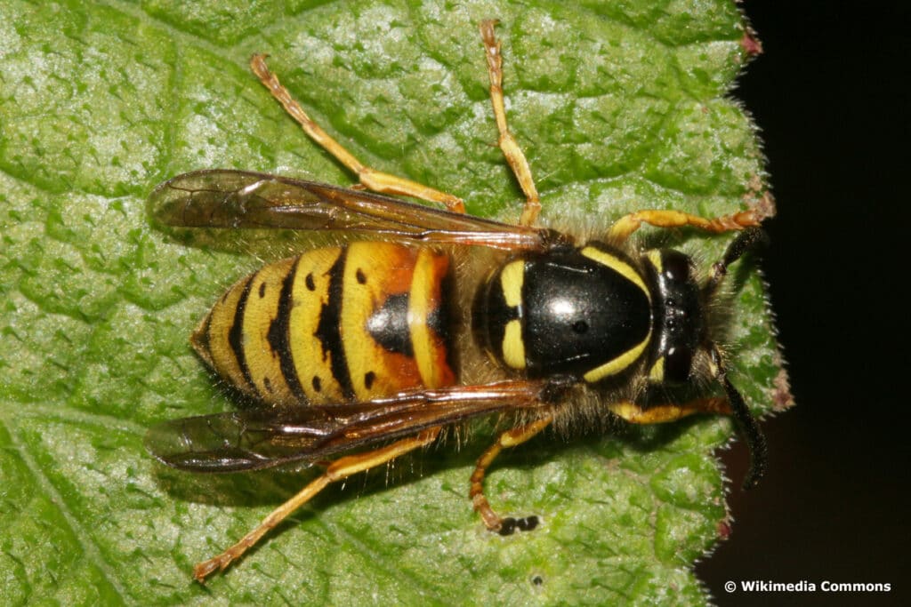 Norwegische Wespe (Dolichovespula norwegica)