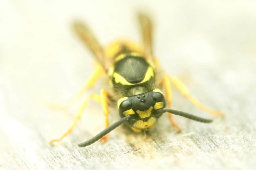 Österreichische Kuckuckswespe (Vespula austriaca)