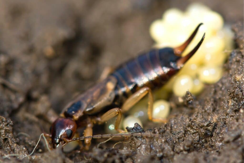 Ohrwurm (Forficula auricularia) mit Eiern