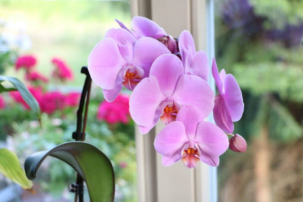 Orchidee (Phalaenopsis)