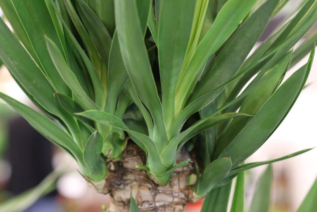 Palmlilie (Yucca elephantipes)