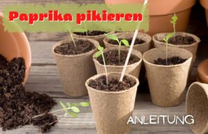 Paprika pikieren