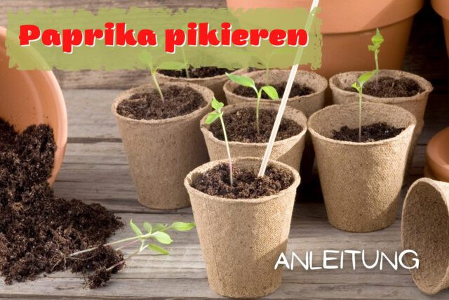 Paprika pikieren