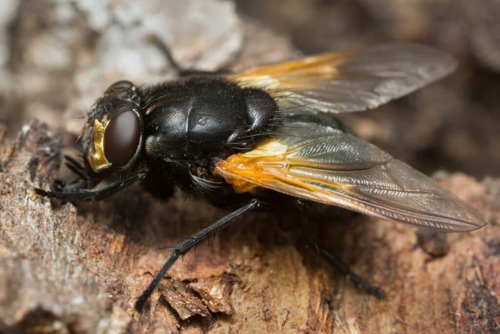 Rinderfliege (Mesembrina meridiana)