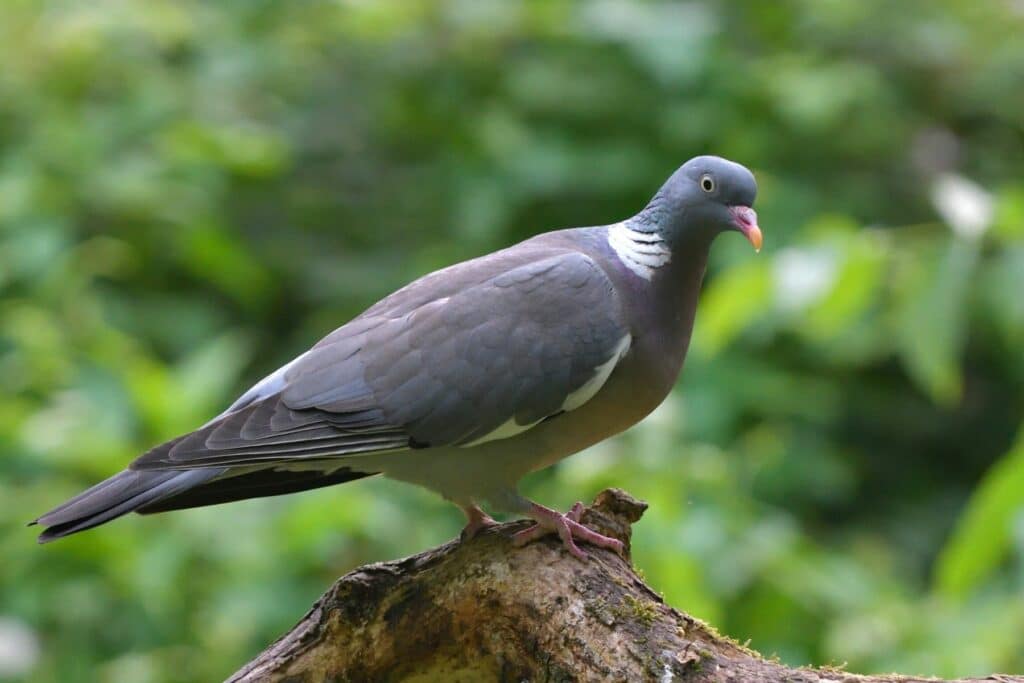 Ringeltaube (Columba palumbus)