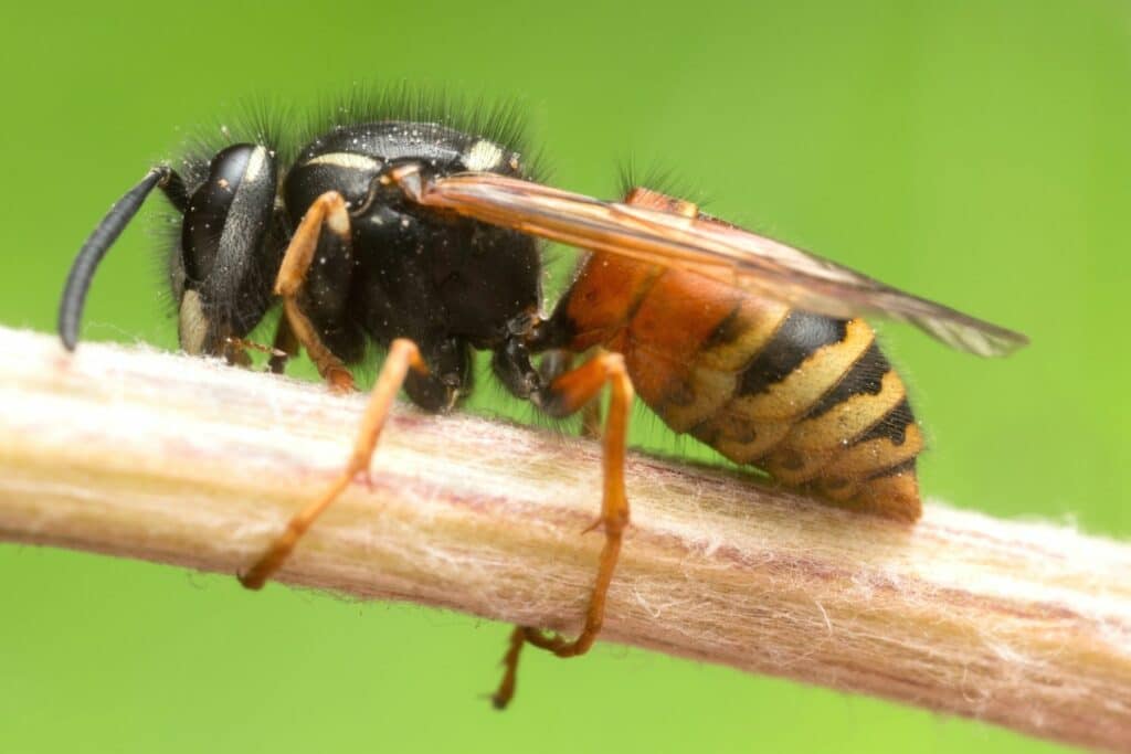 Rote Wespe (Vespula rufa)