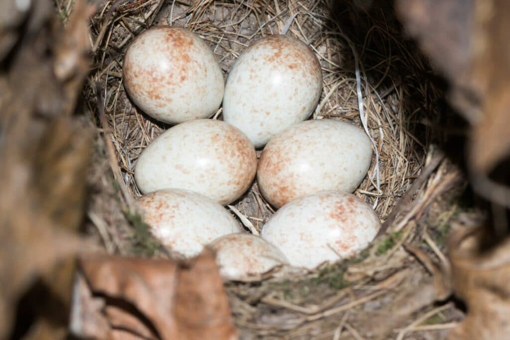 Nest des Rotkehlchens mit Eiern