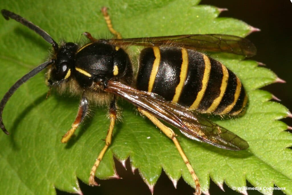 Sächsische Wespe (Dolichovespula saxonica)