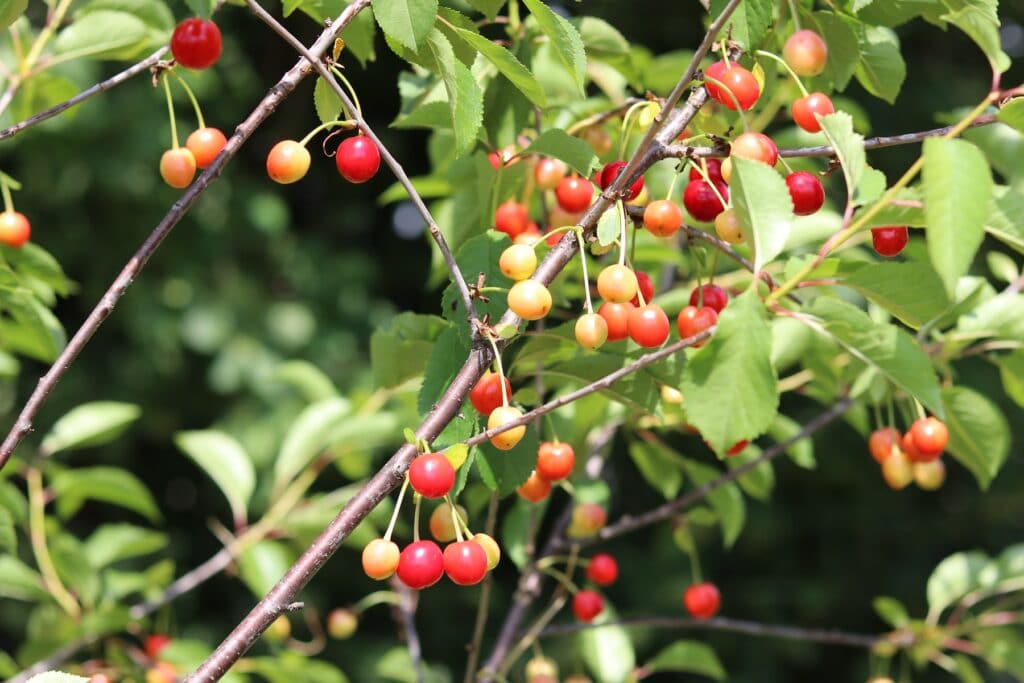 Sauerkirsche (Prunus cerasus)