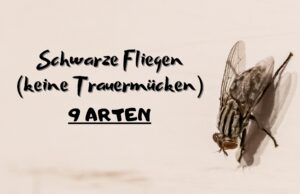 Schwarze Fliegen (keine Trauermücken) - Stubenfliege (Musca domestica)