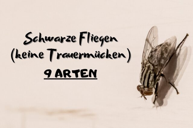 Schwarze Fliegen (keine Trauermücken) - Stubenfliege (Musca domestica)