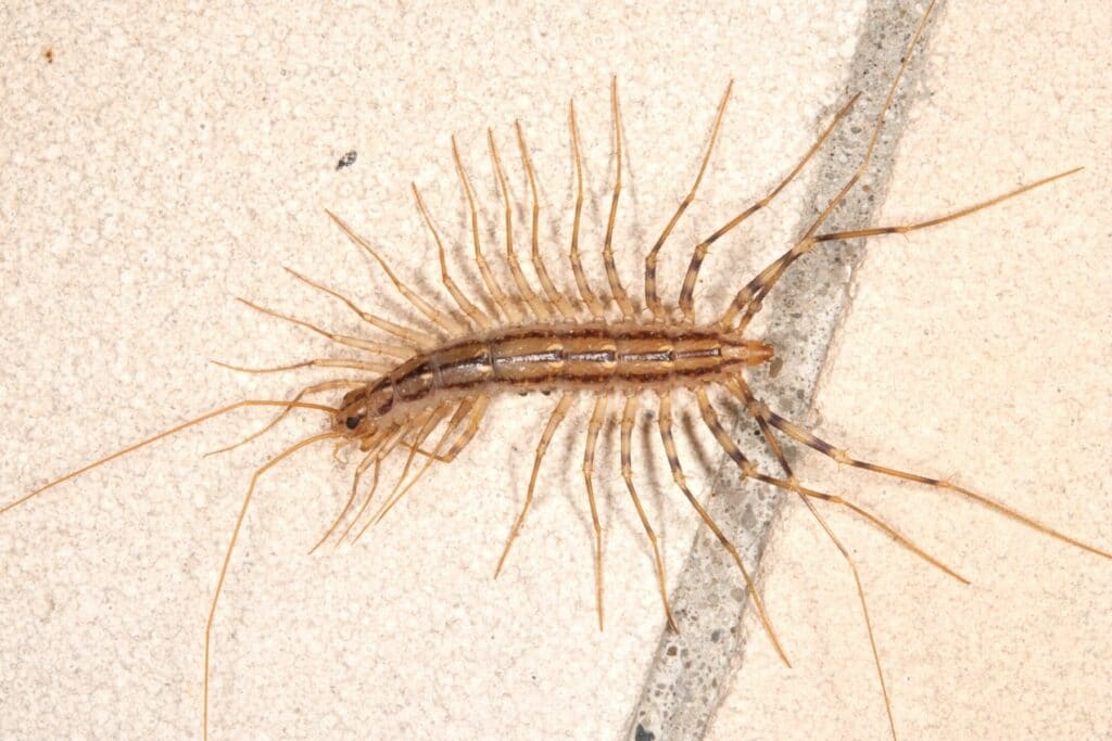 Scutigera coleoptrata