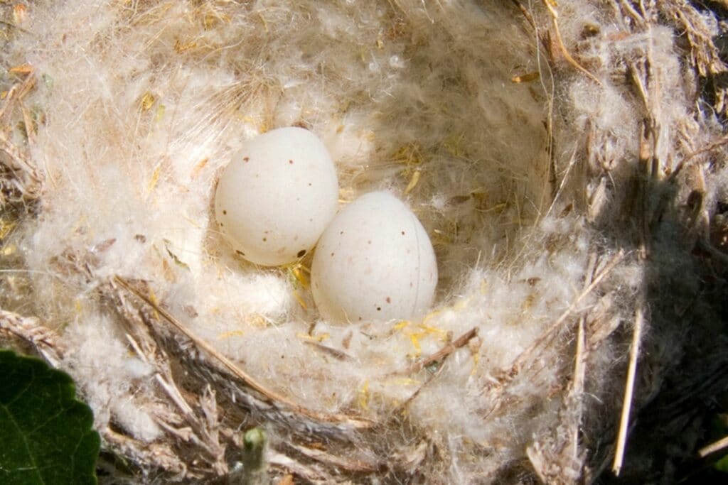 Nest des Stieglitzes mit Eiern