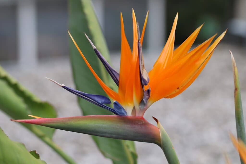 Strelitzie (Strelitzia reginae)