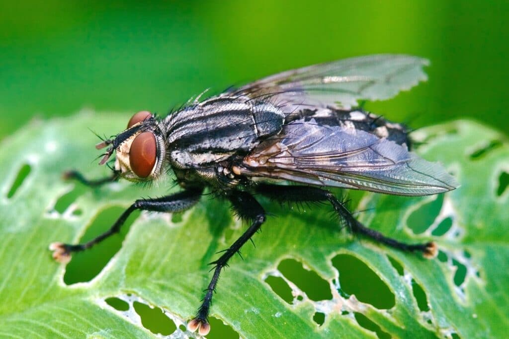 Stubenfliege (Musca domestica)