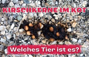 Tierkot mit Kirschkernen