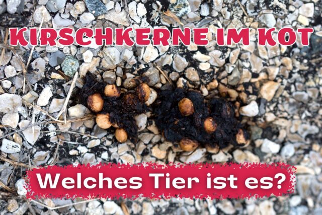 Tierkot mit Kirschkernen