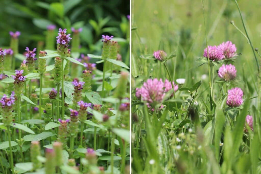 Unkräuter im Rasen - Kleine Braunelle (Prunella vulgaris) und Wiesen-Klee (Trifolium pratense)