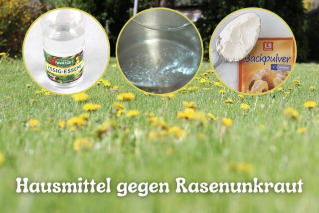 Hausmittel gegen Unkraut im Rasen