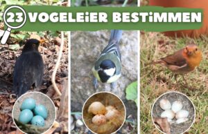 Vogeleier bestimmen