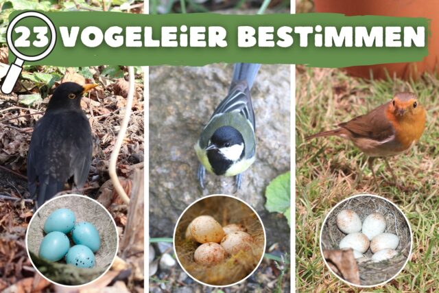 Vogeleier bestimmen