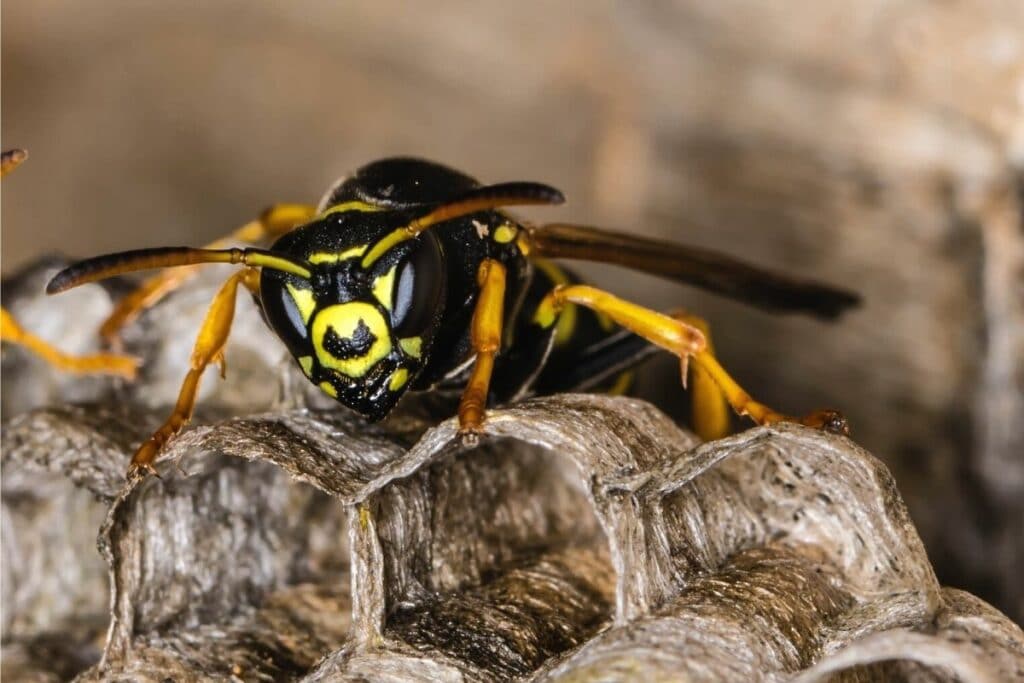 Waldkuckuckswespe (Dolichovespula omissa)