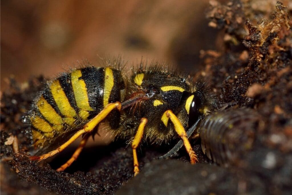 Waldwespe (Dolichovespula sylvestris)