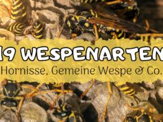 Wespenarten