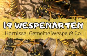 Wespenarten