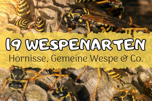 Wespenarten