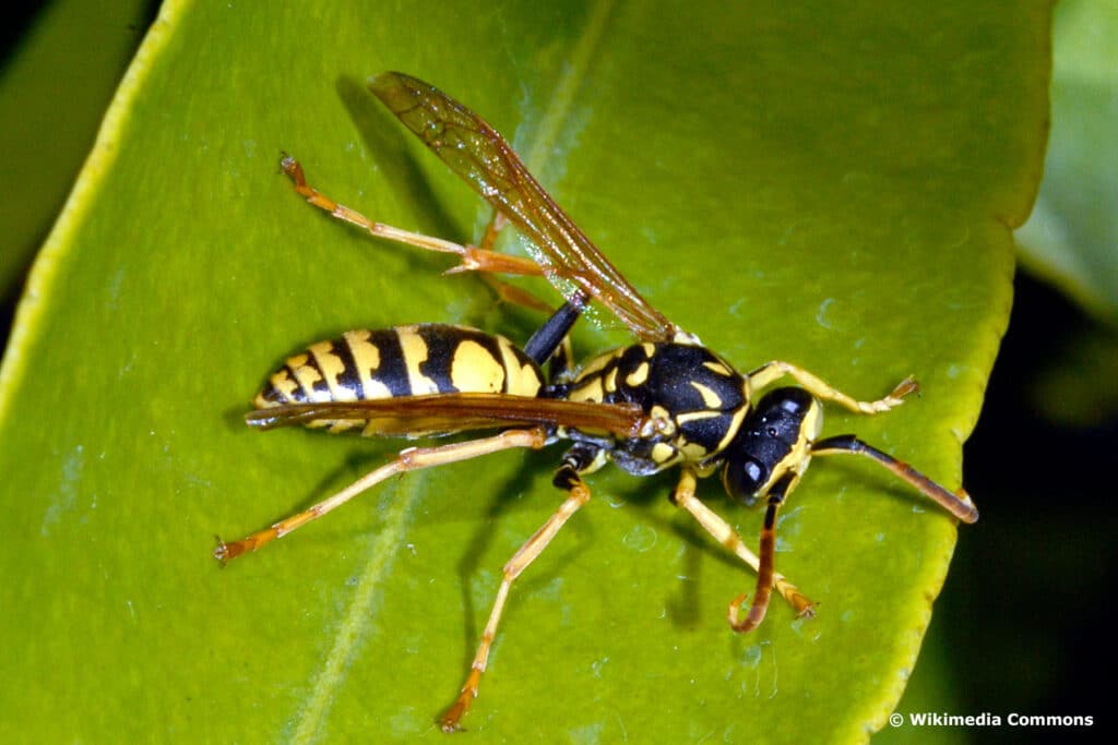 Zierliche Feldwespe (Polistes bischoffi)