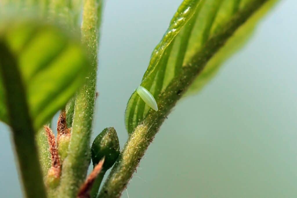 Zitronenfalter (Gonepteryx rhamni) - Ei