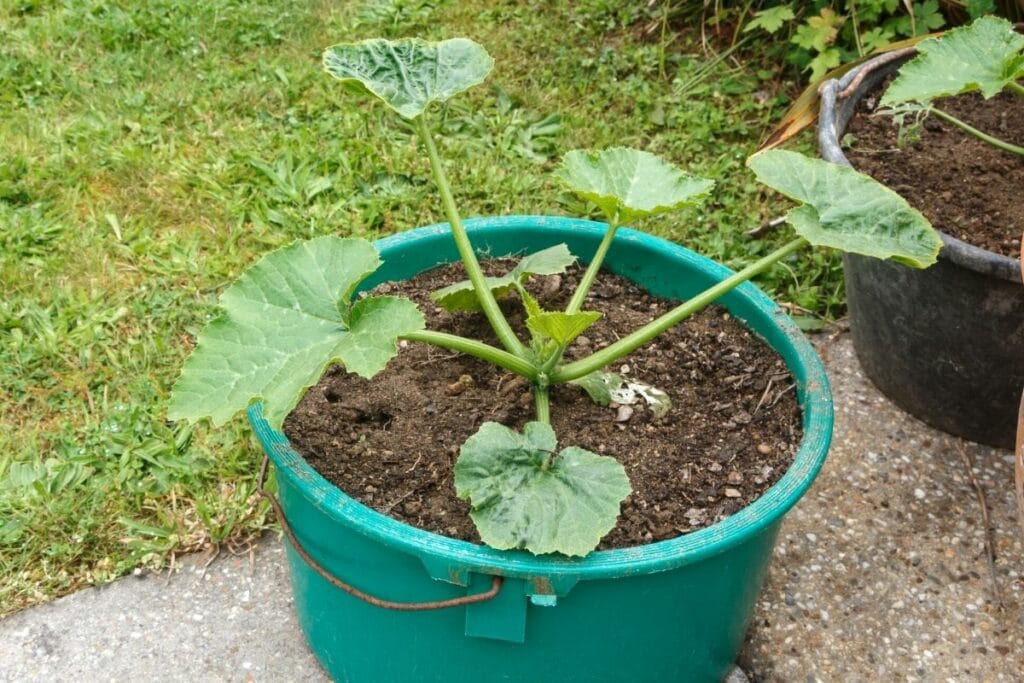 Zucchini im Topf auf Terrasse