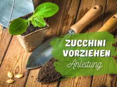 Zucchini vorziehen