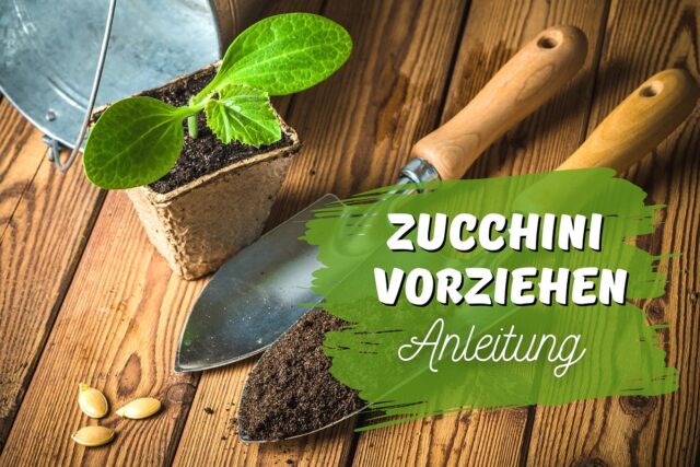 Zucchini vorziehen