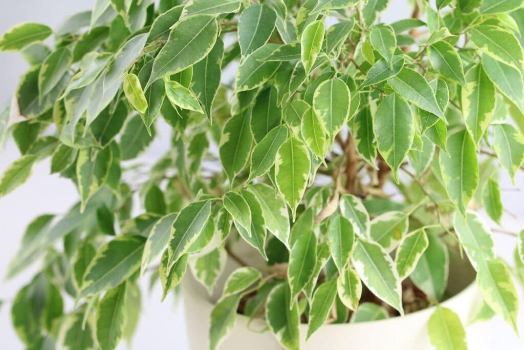 Birkenfeige (Ficus benjamina)