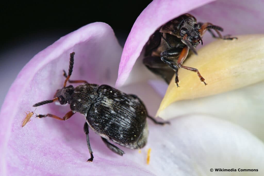 Dunkler Samenkäfer (Bruchus affinis)