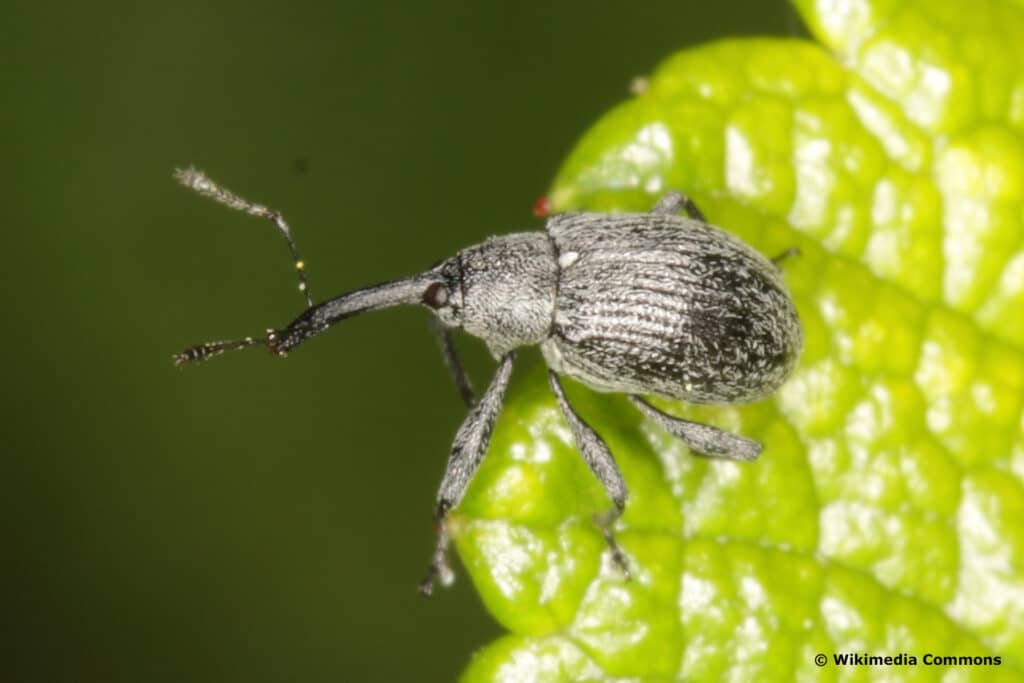 Erdbeerblütenstecher (Anthonomus rubi)