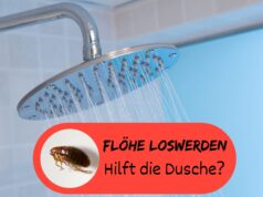 Flöhe unter der Dusche entfernen